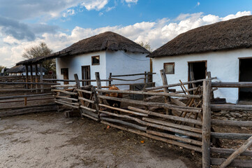 Fototapeta premium Several cattle in cossack's farmyard on Don, Russia