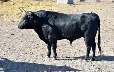 toro español con grandes cuernos