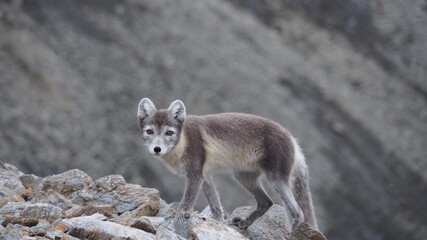 An interested arctic fox on the slope of Vesle Skoddefjellet. Norway, Svalbard, Hornsund.