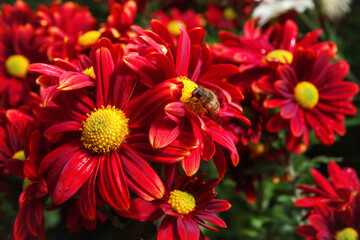Background of red chrysanthemums. A bee is sitting on a chrysanthemum. Beautiful bright chrysanthemums bloom in autumn in the garden.