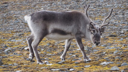 Portrait of a reindeer with antlers in a pattern. Norway, Svalbard, Hornsund.