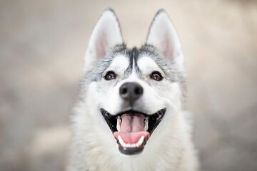 Beautiful portrait of Husky dog