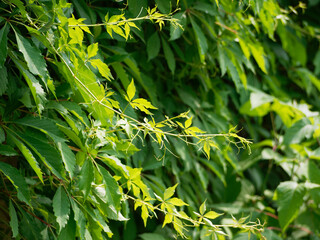 Wild grapes close up. Summer background.