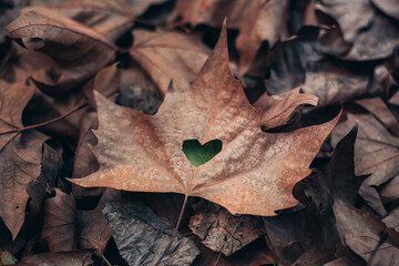 Love of autumn. autumn fallen leaf with a heart. autumn concept. love and warmth in autumn
