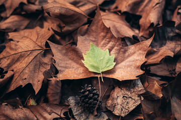 meeting of summer and autumn. brown and green leaf. autumn mood