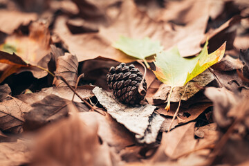 tiny pine cones that fell between the autumn leaves. background image in autumn style. autumn walks