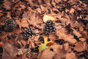 two small cones that fell from a tree. Cone lying on autumn leaves. taste and gifts of autumn