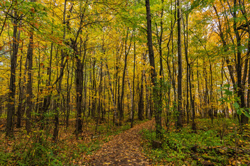Fototapeta premium Cloudly day of autumn in Quebec city