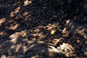 Dandelion in spotlight