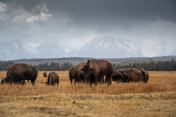 Herd of bison in meadow on fall day