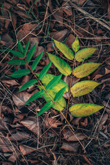 two small twigs with green leaves lying on the ground on autumn leaves. concept of autumn and hope