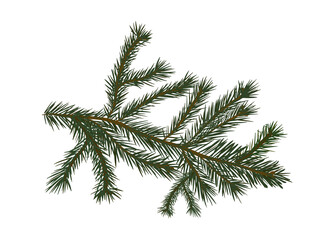 The object is a spruce twig. Vector illustration