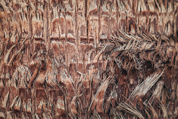 palm tree texture. bark of a palm tree