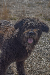 Perro negro mirando cámara sacando lengua