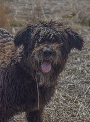 Perro negro con pelo largo mirando a cámara y mostrando lengua