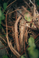 the trunk of a small tree. structure and way of weaving a tree upwards. autumn mood. wooden texture