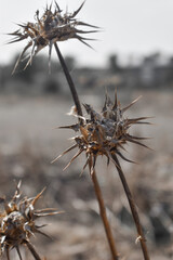 Cardo seco en el campo con fondo difuminado