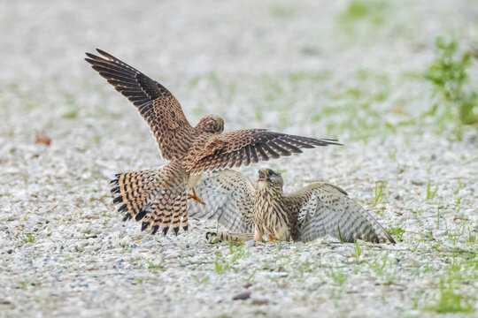 Kestrel, Falco Tinnunculus, Bird Of Prey Fighting
