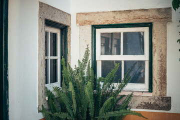 Fototapeta na wymiar two old windows with a small flower growing nearby. old window