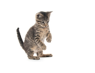 Obraz premium Cute tabby kitten on white background