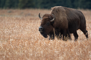 American bison grazing in a meadow