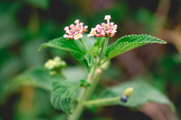 Little pink flowers blooming in the garden in day