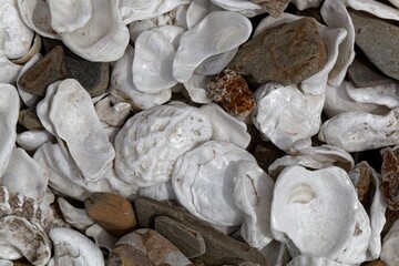 White oyster shells with pebbles