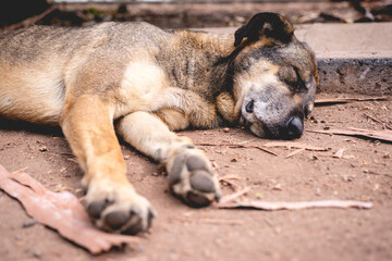 Relax street dog sleeping on the ground under the sun