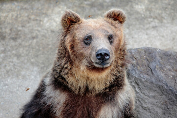 Fototapeta premium 阿仁熊牧場ヒグマ