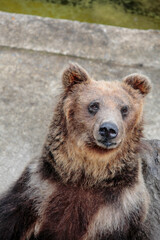 Obraz premium 阿仁熊牧場ヒグマ