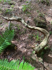 tree in the forest