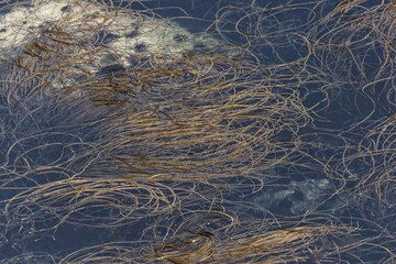 Tongweed, Himanthalia elongata, in a rock pool