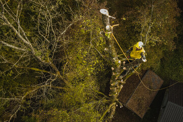 Arborist or lumberjack climbing up on a large tree using different safety and climbing tools. Arborist preparing to cut a tree, aerial view.