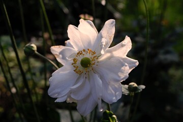 White anemone flower illuminated by the rays of the setting sun.