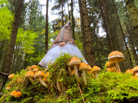 Trolle im Herbst im oberbergischen Land 