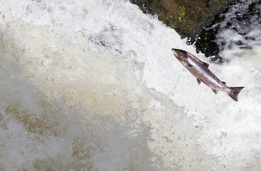 The leaping salmon. Large  silver atlantic salmon leaping up a waterfall shunning in the sunshine ...