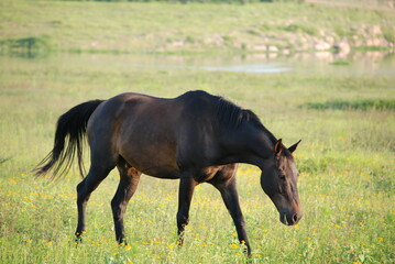 two horses grazing in a meadow