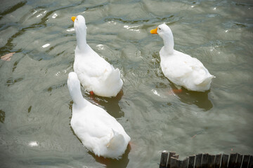 White ducks float down the river summer.