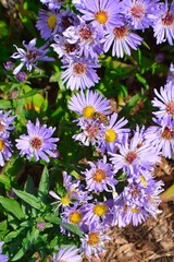 Asters in the garden