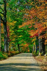 Naklejka premium road in forest