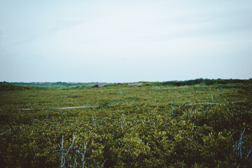 Obraz premium Vista sobre las copas de los mangles en la selva de tulum, quintana roo, méxico
