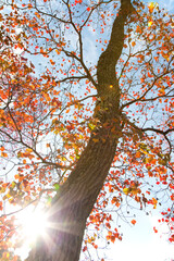 奈良公園の紅葉ナンキンハゼ