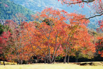 奈良公園の紅葉ナンキンハゼ
