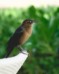Boat-tailed grackle in a branch in the jungle, M&eacute;xico