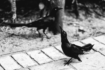 Black birds on the stone floor in the park (in black and white)