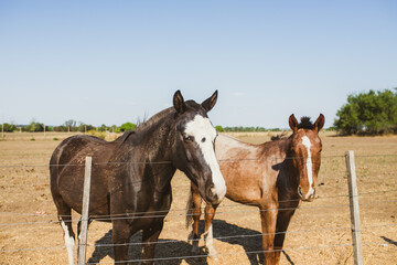 Fototapeta na wymiar Pareja de caballos en una granja