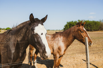 Obraz premium pareja de caballos en un campo