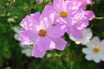 Obraz premium コスモス