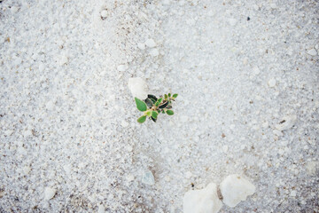 Planta creciendo entre piedras 
