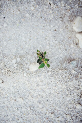 planta creciendo entre las rocas de cal